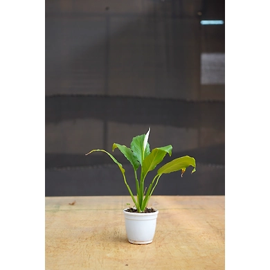 Peace lily 4 Inch-Peacelily4Inch