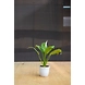 Peace lily 4 Inch-Peacelily4Inch-sm