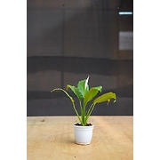 Peace lily 4 Inch