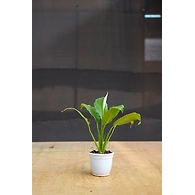 Peace lily 4 Inch