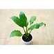 Peace lily 4 Inch-3-sm