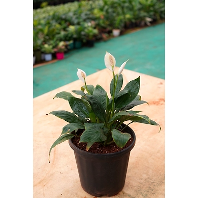 Peace lily 6 Inch-Peacelily6Inch
