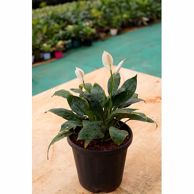 peace lily 6 inch