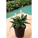Peace lily 6 Inch-Peacelily6Inch-sm