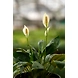 Peace lily 6 Inch-1-sm
