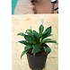 Peace lily 6 Inch-2-sm