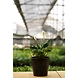 Peace lily 6 Inch-3-sm