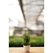 Pedilanthus Plant 6 Inch-1-sm