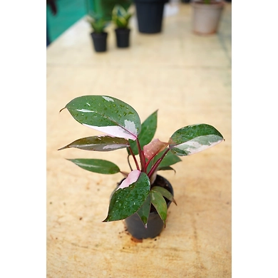 Pink Princess 4 Inch-4