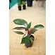 Pink Princess 4 Inch-4-sm