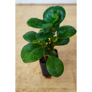 RUBBER FICUS ELASTICA 4 Inch-RUBBERFICUSELASTICA6Inch