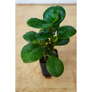 RUBBER FICUS ELASTICA 4 Inch