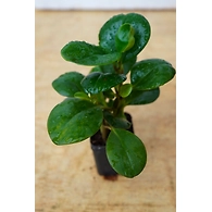 RUBBER FICUS ELASTICA 4 Inch