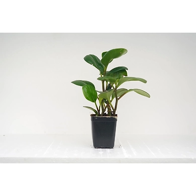 RUBBER FICUS ELASTICA 4 Inch-1