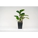 RUBBER FICUS ELASTICA 4 Inch-1-sm
