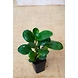 RUBBER FICUS ELASTICA 4 Inch-2-sm