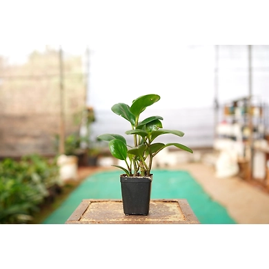 RUBBER FICUS ELASTICA 4 Inch-3