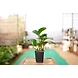 RUBBER FICUS ELASTICA 4 Inch-3-sm