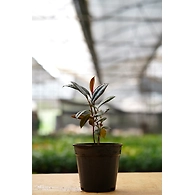 Rubber Plant 8 Inch