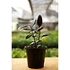 Rubber Plant 8 Inch-2-sm