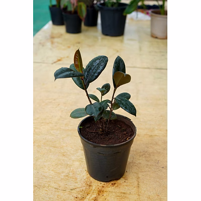 rubber plant 6 inch
