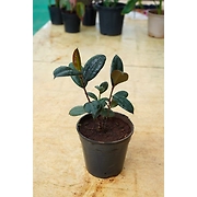 Rubber Plant 6 Inch