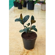 Rubber Plant 6 Inch