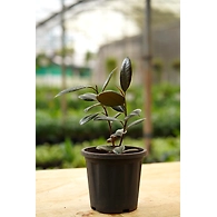 Rubber Plant 6 Inch