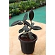 Rubber Plant 6 Inch-2-sm