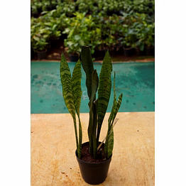 snake plant 8 inch