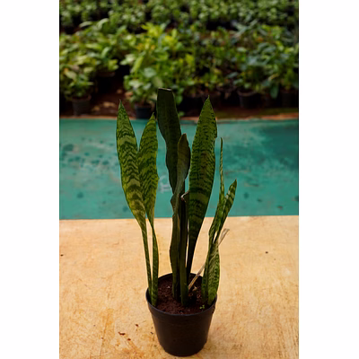 snake plant 8 inch
