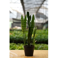 Snake plant 8 Inch