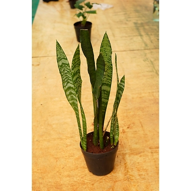 Snake plant 8 Inch-2