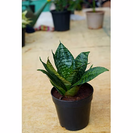 snake plant 6 inch