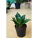 Snake plant 6 Inch-Snakeplant6Inch-sm