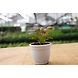 Syngonium PINK plants 4-Inch-1-sm