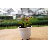 Syngonium PINK plants 4-Inch