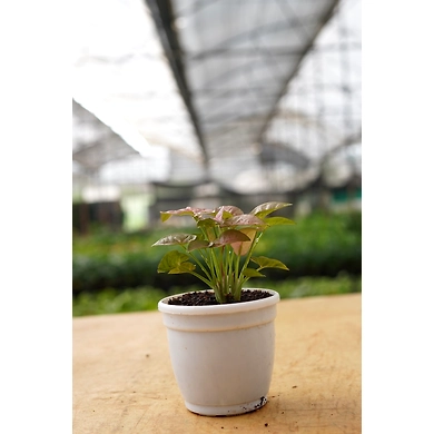 Syngonium PINK plants 4-Inch-3