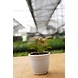 Syngonium PINK plants 4-Inch-3-sm