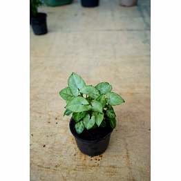 syngonium white plant 4-inch