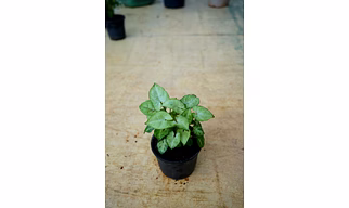 Syngonium White Plant 4-Inch