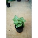 Syngonium White Plant 4-Inch-Syngoniumwhiteplant4-Inch-sm