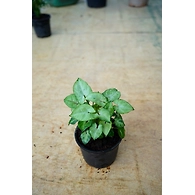 Syngonium White Plant 4-Inch
