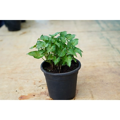 Syngonium White Plant 4-Inch-1