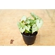 Syngonium White Plant 4-Inch-2-sm