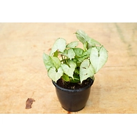 Syngonium White Plant 4-Inch