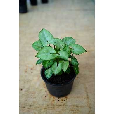 Syngonium White Plant 4-Inch-3