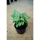 Syngonium White Plant 4-Inch-3-sm