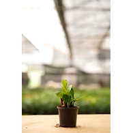 ZZ Plant 4 Inch