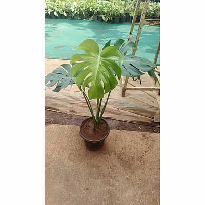 monsteria 8 inch